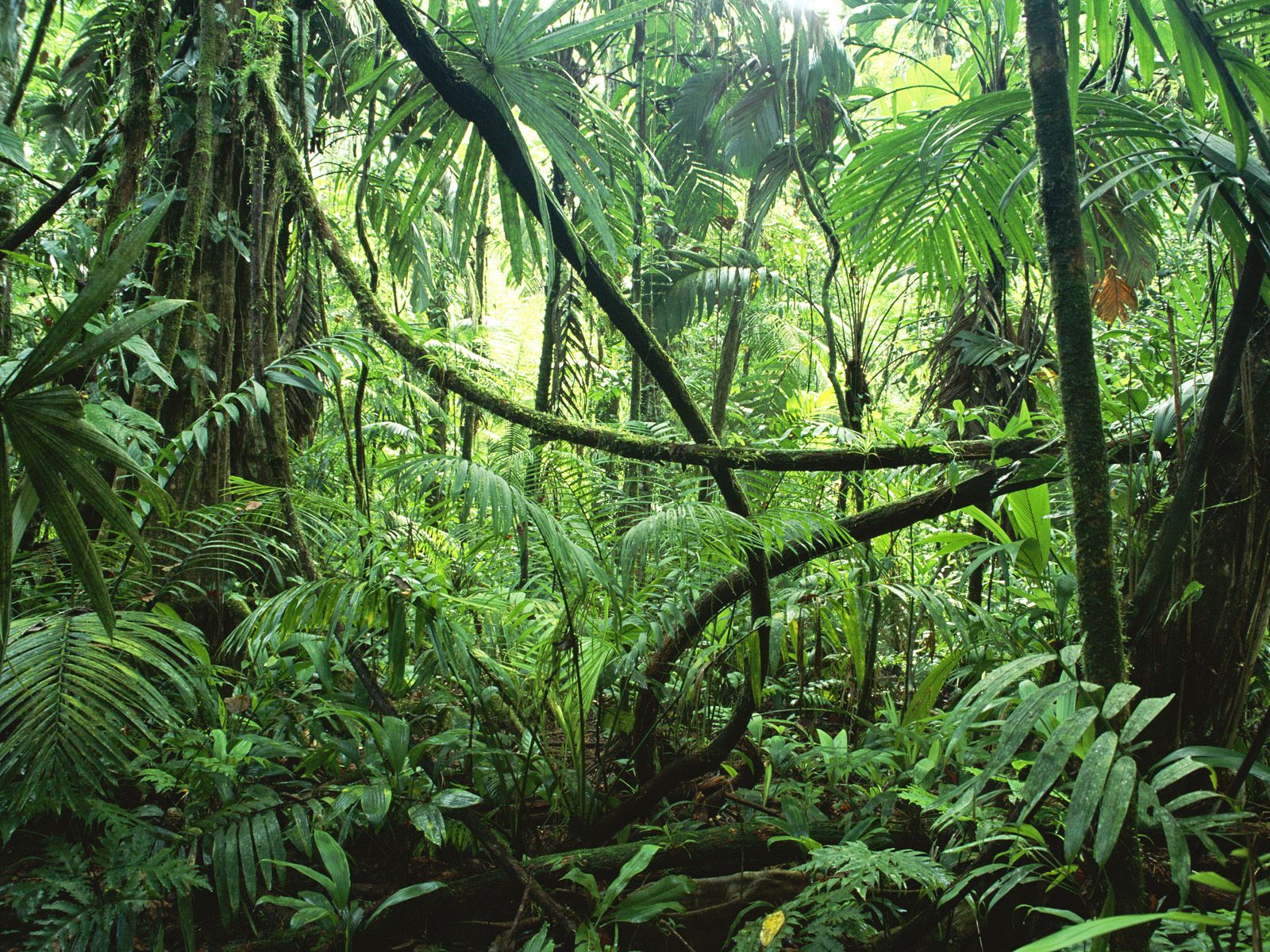 Rainforest Pictures 102